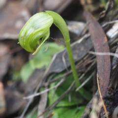 Fire and Orchids ACT Citizen Science Project at Point 5821 - 7 Sep 2017