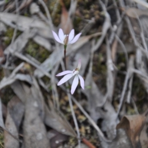 Fire and Orchids ACT Citizen Science Project at Point 4010 - 25 Sep 2016