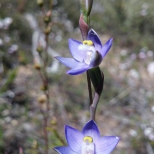 Fire and Orchids ACT Citizen Science Project at Point 5803 - 4 Nov 2016