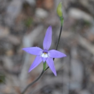 Fire and Orchids ACT Citizen Science Project at Point 4010 - 25 Sep 2016