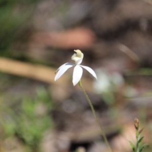 Fire and Orchids ACT Citizen Science Project at Point 5078 - 29 Oct 2015