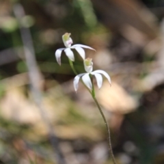 Fire and Orchids ACT Citizen Science Project at Point 5078 - 29 Oct 2015