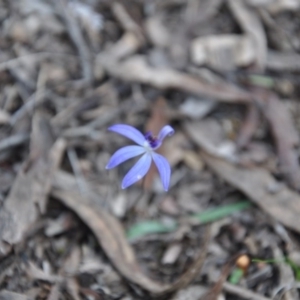 Fire and Orchids ACT Citizen Science Project at Point 4010 - 25 Sep 2016