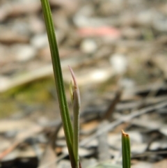 Fire and Orchids ACT Citizen Science Project at Point 3131 - 17 Oct 2015