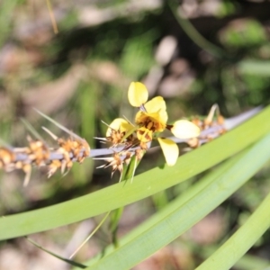 Fire and Orchids ACT Citizen Science Project at Point 5154 - 29 Oct 2015