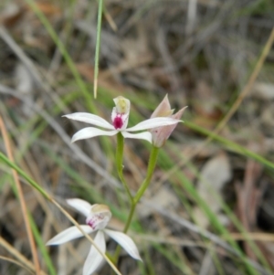 Fire and Orchids ACT Citizen Science Project at Point 5830 - 18 Oct 2015