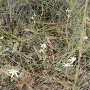 Fire and Orchids ACT Citizen Science Project at Point 5830 - 18 Oct 2015