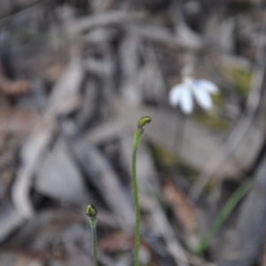 Fire and Orchids ACT Citizen Science Project at Point 4010 - 25 Sep 2016