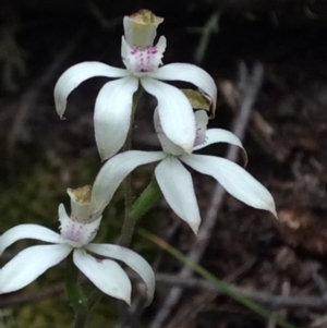 Fire and Orchids ACT Citizen Science Project at Point 4081 - 17 Oct 2015