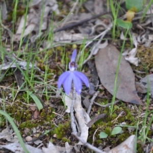 Fire and Orchids ACT Citizen Science Project at Point 4010 - 25 Sep 2016