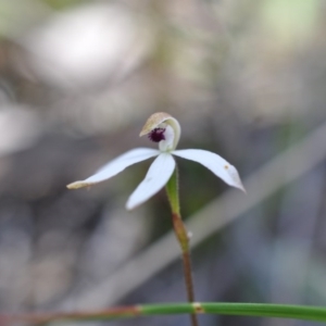 Fire and Orchids ACT Citizen Science Project at Point 4010 - 6 Nov 2016