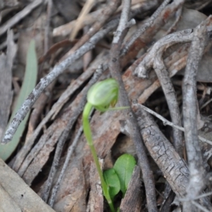 Fire and Orchids ACT Citizen Science Project at Point 4010 - 25 Sep 2016