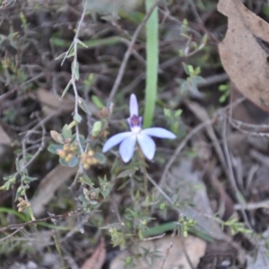 Fire and Orchids ACT Citizen Science Project at Point 4010 - 25 Sep 2016