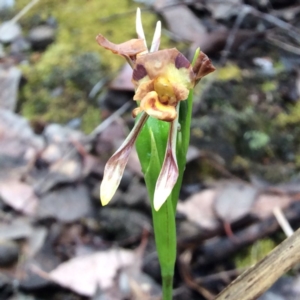 Fire and Orchids ACT Citizen Science Project at Point 4081 - 14 Nov 2015