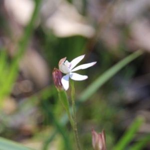 Fire and Orchids ACT Citizen Science Project at Point 5078 - 29 Oct 2015