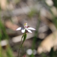 Fire and Orchids ACT Citizen Science Project at Point 5078 - 29 Oct 2015