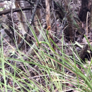 Fire and Orchids ACT Citizen Science Project at Point 4081 - 14 Nov 2015