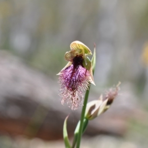 Fire and Orchids ACT Citizen Science Project at Point 4010 - 6 Nov 2016