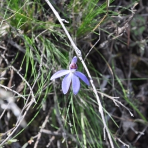 Fire and Orchids ACT Citizen Science Project at Point 4010 - 25 Sep 2016