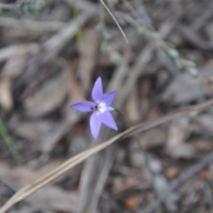 Fire and Orchids ACT Citizen Science Project at Point 4010 - 25 Sep 2016