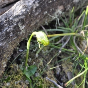 Fire and Orchids ACT Citizen Science Project at Point 4010 - 25 Sep 2016