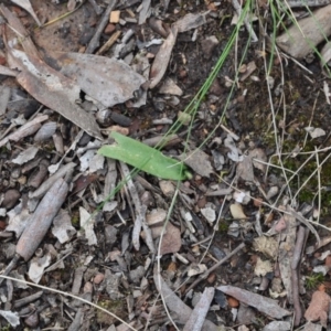 Fire and Orchids ACT Citizen Science Project at Point 4010 - 25 Sep 2016