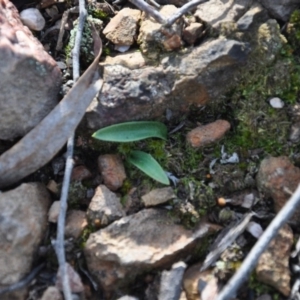 Fire and Orchids ACT Citizen Science Project at Point 4010 - 25 Sep 2016