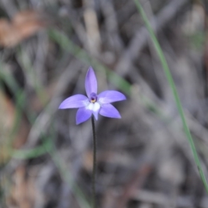 Fire and Orchids ACT Citizen Science Project at Point 4010 - 25 Sep 2016