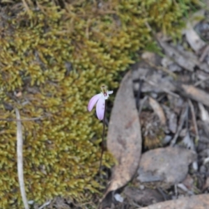 Fire and Orchids ACT Citizen Science Project at Point 4010 - 25 Sep 2016