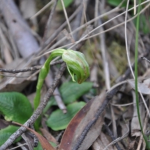 Fire and Orchids ACT Citizen Science Project at Point 4010 - 25 Sep 2016