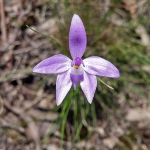 Fire and Orchids ACT Citizen Science Project at Point 38 - 11 Oct 2016