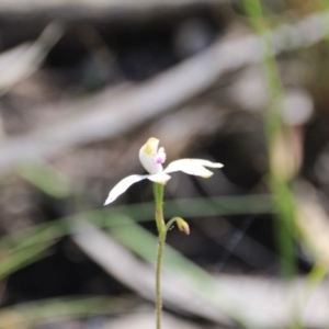 Fire and Orchids ACT Citizen Science Project at Point 5154 - 29 Oct 2015