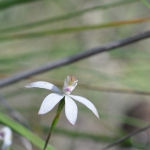 Fire and Orchids ACT Citizen Science Project at Point 4081 - 6 Nov 2016