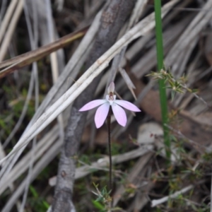 Fire and Orchids ACT Citizen Science Project at Point 4010 - 25 Sep 2016