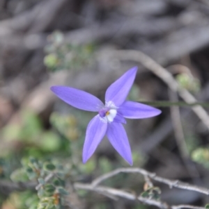 Fire and Orchids ACT Citizen Science Project at Point 4010 - 25 Sep 2016