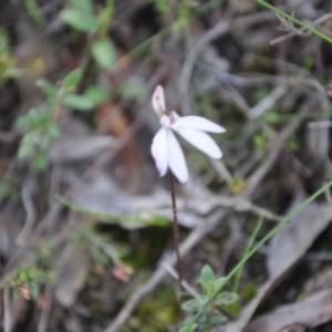 Fire and Orchids ACT Citizen Science Project at Point 4010 - 25 Sep 2016