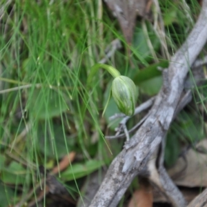 Fire and Orchids ACT Citizen Science Project at Point 4010 - 25 Sep 2016