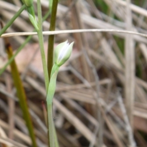 Fire and Orchids ACT Citizen Science Project at Point 4081 - 17 Oct 2015