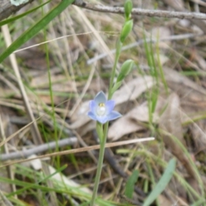 Fire and Orchids ACT Citizen Science Project at Point 4081 - 17 Oct 2015