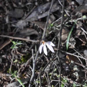 Fire and Orchids ACT Citizen Science Project at Point 4010 - 25 Sep 2016