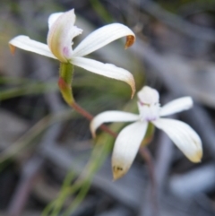 Fire and Orchids ACT Citizen Science Project at Point 5515 - 14 Oct 2016