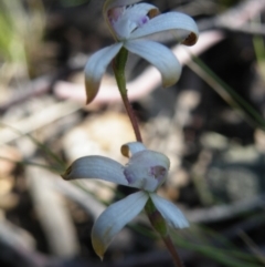 Fire and Orchids ACT Citizen Science Project at Point 5515 - 14 Oct 2016