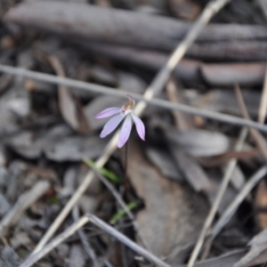 Fire and Orchids ACT Citizen Science Project at Point 4010 - 25 Sep 2016