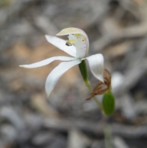 Fire and Orchids ACT Citizen Science Project at Point 57 - 8 Nov 2016