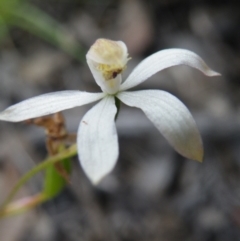 Fire and Orchids ACT Citizen Science Project at Point 57 - 8 Nov 2016