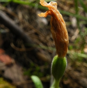 Fire and Orchids ACT Citizen Science Project at Point 5807 - 10 Nov 2016