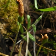 Fire and Orchids ACT Citizen Science Project at Point 5807 - 10 Nov 2016