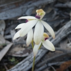 Fire and Orchids ACT Citizen Science Project at Point 60 - 10 Nov 2016