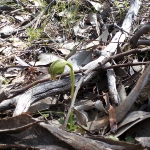 Fire and Orchids ACT Citizen Science Project at Point 4081 - 25 Sep 2016