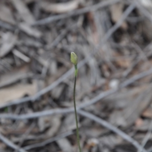 Fire and Orchids ACT Citizen Science Project at Point 4010 - 25 Sep 2016